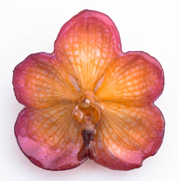 Purple Orange Vanda Orchid Hairclip