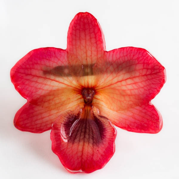 Pink Nobile Orchid pin.