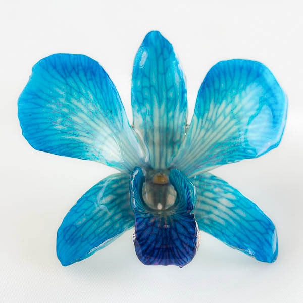 Blue White Dendrobium Orchid pin.