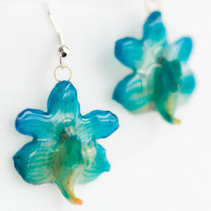 Flower Earrings Blue Rhynchocentrum Real Orchid Earrings