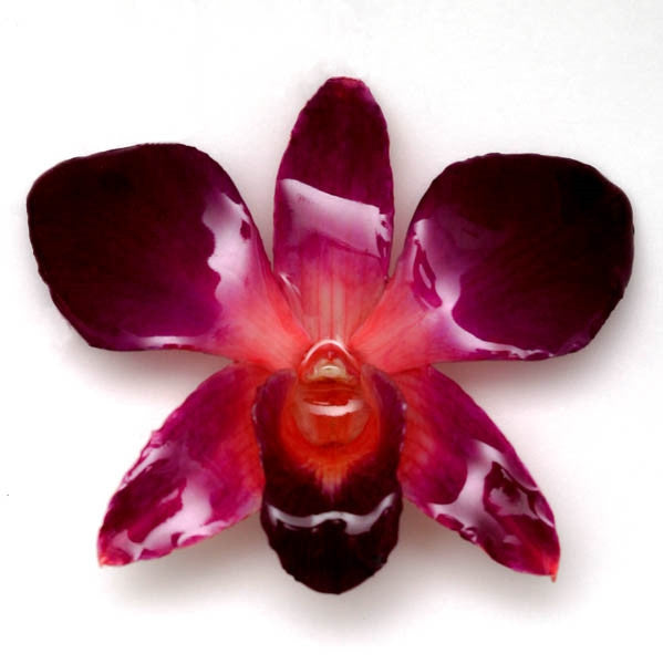 Purple-Pink Dendrobium Orchid pin.