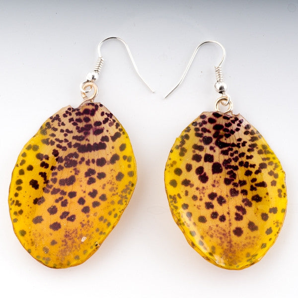 Yellow Paphiopedilum Bellatulum Real Orchid Earrings