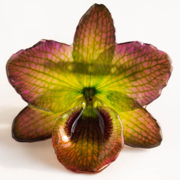 Purple Green Nobile Orchid pin.