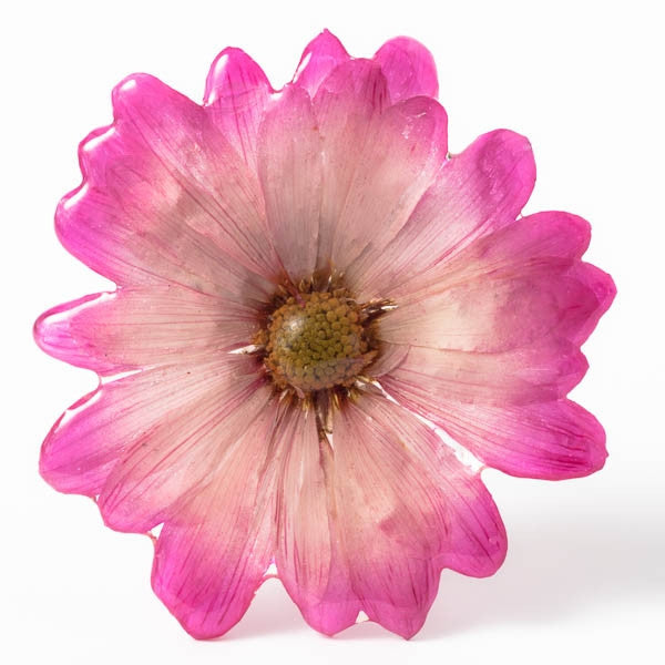 Pink-White Chrysanthemum Pin.